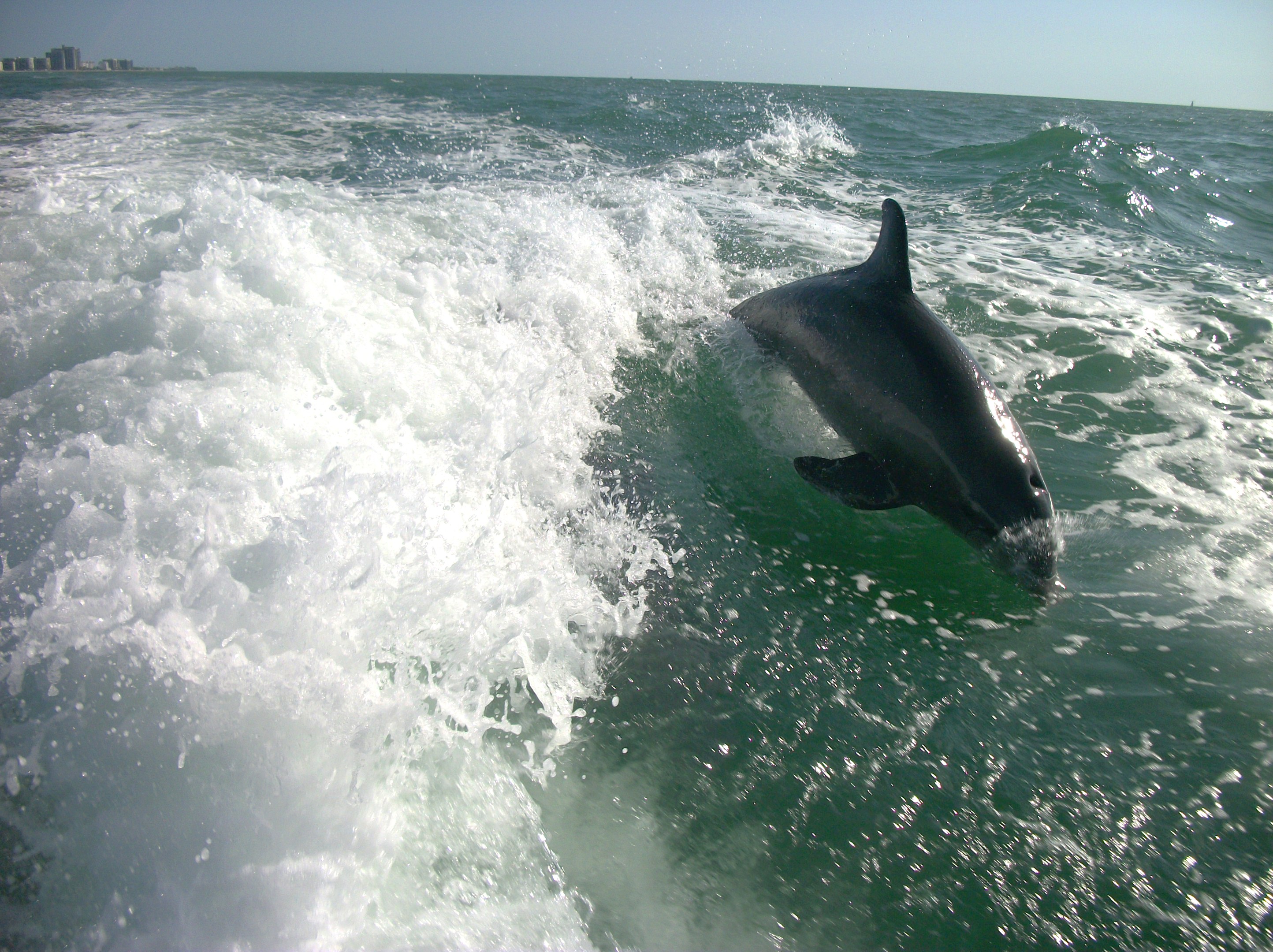 Where the Dolphins Swim | Vacations with wild dolphins2888 x 2160